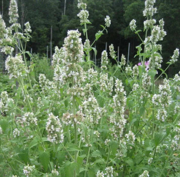 Catnip Seed Pack