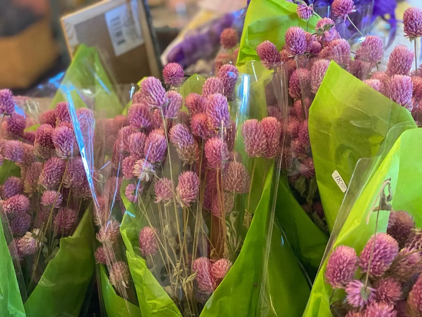 Dried Gomphrena bundle