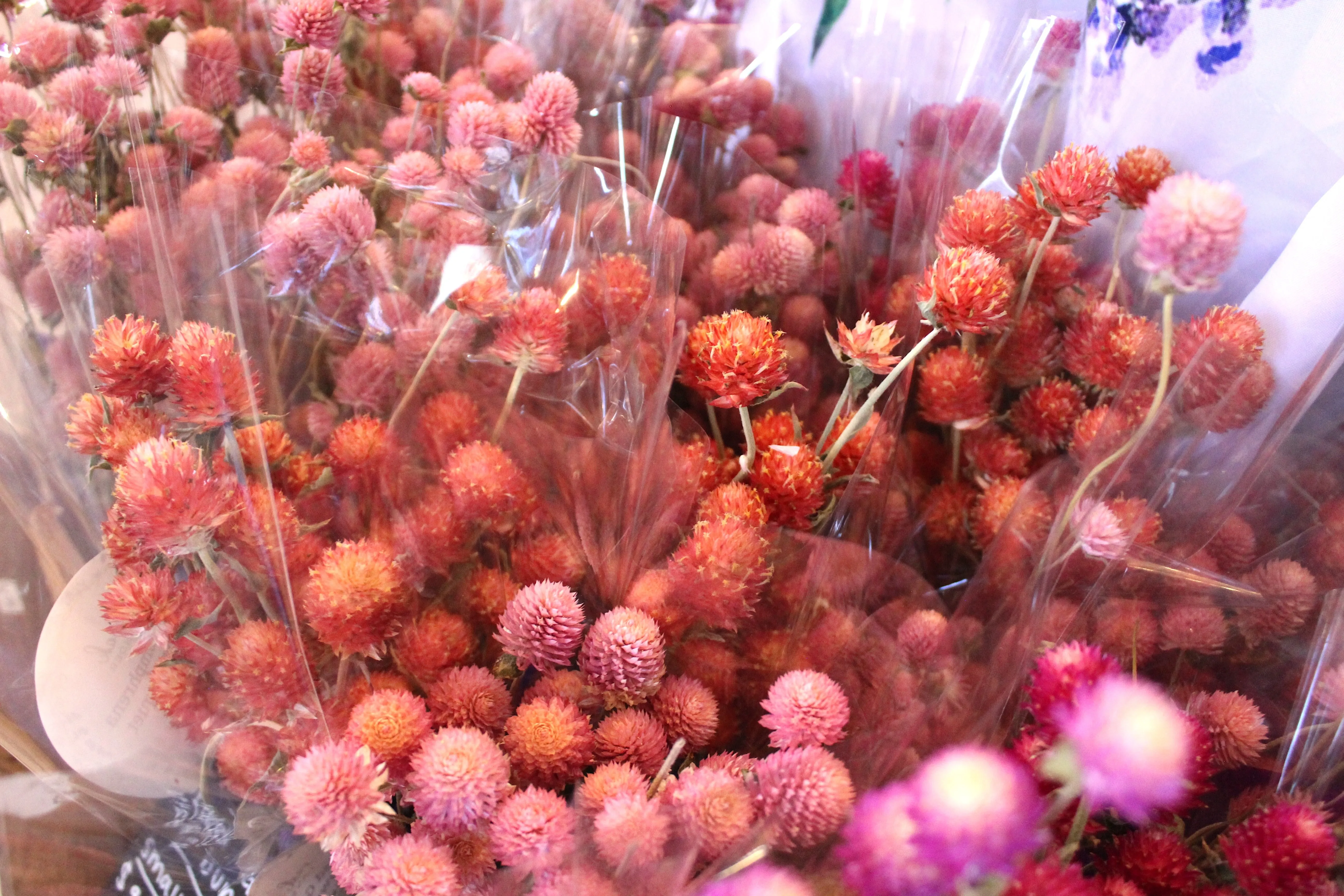 Dried Gomphrena bundle